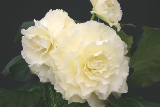 B. ‘Snowgoose’
